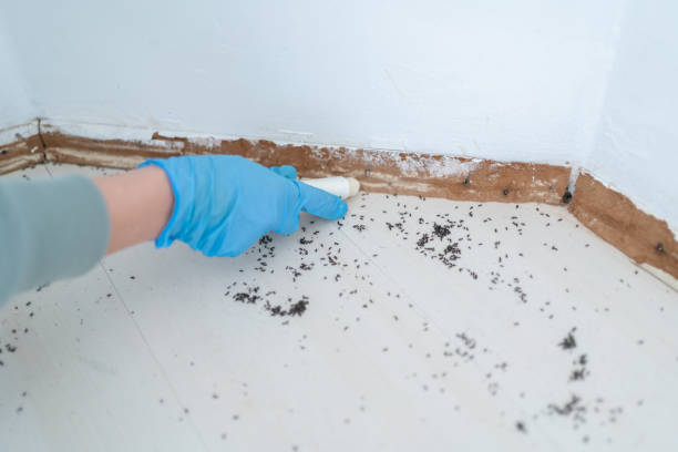 Best Flea Control Services  in Waterloo, IA